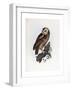 Tawny Owl, 1841-Prideaux John Selby-Framed Giclee Print