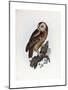 Tawny Owl, 1841-Prideaux John Selby-Mounted Giclee Print