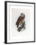 Tawny Owl, 1841-Prideaux John Selby-Framed Giclee Print