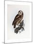 Tawny Owl, 1841-Prideaux John Selby-Mounted Giclee Print