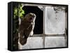 Tawny Owl in Barn Window-null-Framed Stretched Canvas