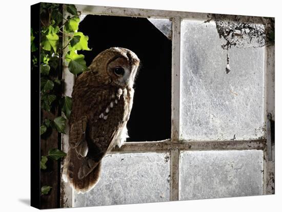 Tawny Owl in Barn Window-null-Stretched Canvas