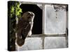 Tawny Owl in Barn Window-null-Stretched Canvas