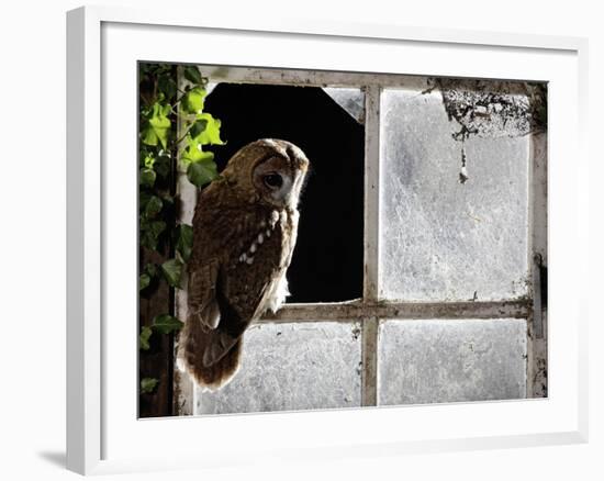 Tawny Owl in Barn Window-null-Framed Photographic Print