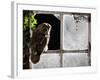 Tawny Owl in Barn Window-null-Framed Photographic Print