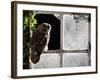 Tawny Owl in Barn Window-null-Framed Photographic Print