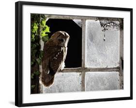 Tawny Owl in Barn Window-null-Framed Photographic Print