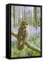 Tawny Owl in Bluebell Wood-null-Framed Stretched Canvas