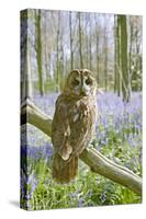 Tawny Owl in Bluebell Wood-null-Stretched Canvas