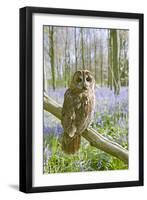 Tawny Owl in Bluebell Wood-null-Framed Photographic Print