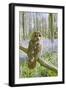 Tawny Owl in Bluebell Wood-null-Framed Photographic Print