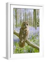 Tawny Owl in Bluebell Wood-null-Framed Photographic Print