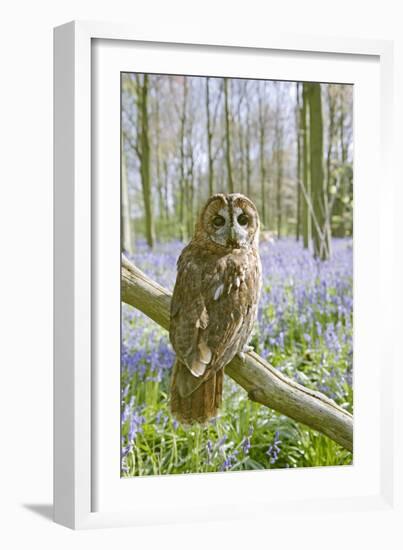 Tawny Owl in Bluebell Wood-null-Framed Photographic Print