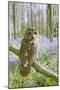 Tawny Owl in Bluebell Wood-null-Mounted Photographic Print