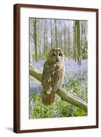 Tawny Owl in Bluebell Wood-null-Framed Photographic Print