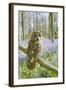 Tawny Owl in Bluebell Wood-null-Framed Photographic Print