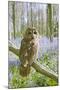 Tawny Owl in Bluebell Wood-null-Mounted Photographic Print