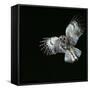 Tawny Owl in Flight-CM Dixon-Framed Stretched Canvas