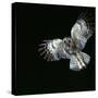 Tawny Owl in Flight-CM Dixon-Stretched Canvas