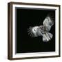 Tawny Owl in Flight-CM Dixon-Framed Photographic Print