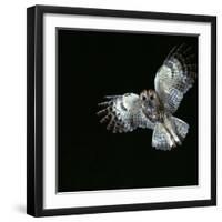 Tawny Owl in Flight-CM Dixon-Framed Photographic Print