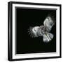 Tawny Owl in Flight-CM Dixon-Framed Photographic Print