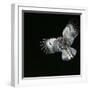 Tawny Owl in Flight-CM Dixon-Framed Photographic Print