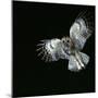 Tawny Owl in Flight-CM Dixon-Mounted Photographic Print