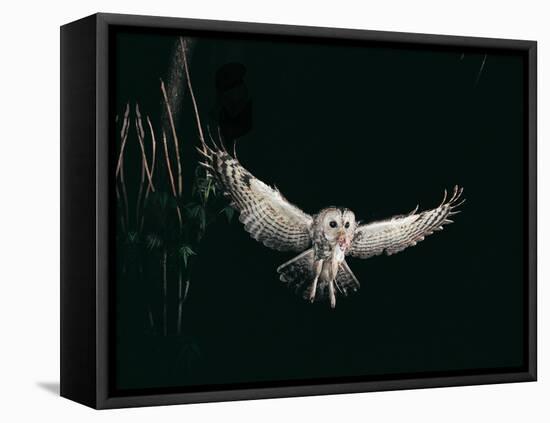 Tawny Owl in the Night, Flghting Whit Prey Field or Wood Mouse (Apodemus Sylvaticus)-Giovanni Giuseppe Bellani-Framed Stretched Canvas
