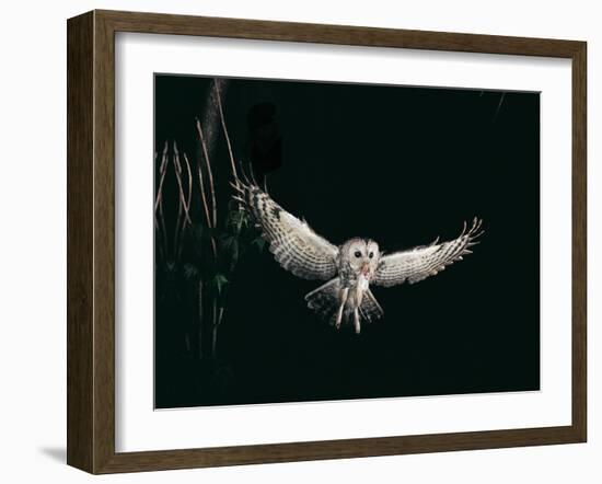 Tawny Owl in the Night, Flghting Whit Prey Field or Wood Mouse (Apodemus Sylvaticus)-Giovanni Giuseppe Bellani-Framed Photographic Print