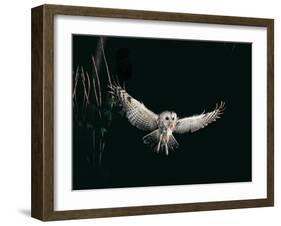 Tawny Owl in the Night, Flghting Whit Prey Field or Wood Mouse (Apodemus Sylvaticus)-Giovanni Giuseppe Bellani-Framed Photographic Print