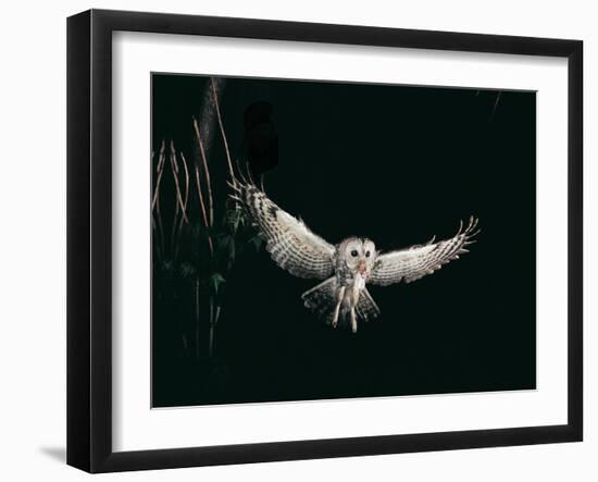 Tawny Owl in the Night, Flghting Whit Prey Field or Wood Mouse (Apodemus Sylvaticus)-Giovanni Giuseppe Bellani-Framed Photographic Print