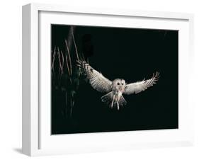 Tawny Owl in the Night, Flghting Whit Prey Field or Wood Mouse (Apodemus Sylvaticus)-Giovanni Giuseppe Bellani-Framed Photographic Print