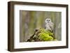 Tawny Owl in the Wood-Stanislav Duben-Framed Photographic Print