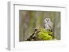 Tawny Owl in the Wood-Stanislav Duben-Framed Photographic Print