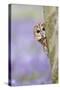 Tawny Owl Looking around Tree in Bluebell Wood-null-Stretched Canvas