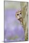 Tawny Owl Looking around Tree in Bluebell Wood-null-Mounted Photographic Print