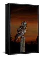 Tawny Owl on Post at Sunset-null-Framed Stretched Canvas