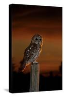 Tawny Owl on Post at Sunset-null-Stretched Canvas