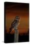 Tawny Owl on Post at Sunset-null-Stretched Canvas