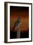 Tawny Owl on Post at Sunset-null-Framed Photographic Print