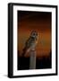 Tawny Owl on Post at Sunset-null-Framed Photographic Print