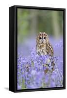 Tawny Owl on Stump in Bluebell Wood-null-Framed Stretched Canvas