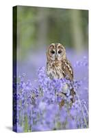 Tawny Owl on Stump in Bluebell Wood-null-Stretched Canvas