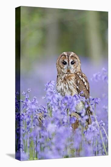 Tawny Owl on Stump in Bluebell Wood-null-Stretched Canvas