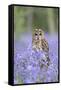 Tawny Owl on Stump in Bluebell Wood-null-Framed Stretched Canvas