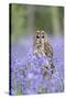 Tawny Owl on Stump in Bluebell Wood-null-Stretched Canvas