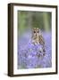 Tawny Owl on Stump in Bluebell Wood-null-Framed Photographic Print