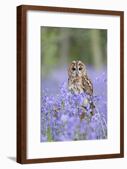 Tawny Owl on Stump in Bluebell Wood-null-Framed Photographic Print