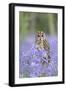 Tawny Owl on Stump in Bluebell Wood-null-Framed Photographic Print